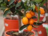 plante Kumquat (البرتقال الذهبي)