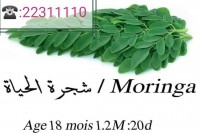 plante moringa