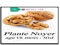 plante noyer