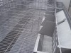 projet lapin