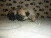 PUGENESE CHIOT TUNISIE