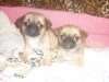 PUGINESE CHIOT MALE