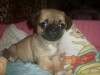 PUGINESE CHIOT MALE
