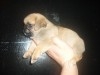 PUGINESE CHIOT MALE