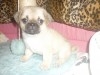 PUGINESE CHIOTS 
