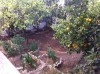 Rez de jardin vide / meublé bardo cité romana