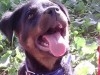 rottweiler a vendre