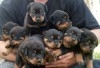 Rottweiler chiots dispo 