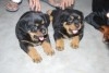 Rottweiler chiots dispo 