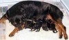 Rottweiler chiots dispo 