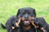 Rottweiler chiots dispo 