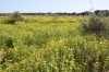 sania de 6 hektarre a vendre