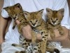 Savannah F1, F2 et F5 et chatons serval à vendre