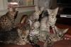Savannah F1, F2 et F5 et chatons serval à vendre