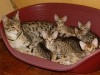Savannah F1, F2 et F5 et chatons serval à vendre