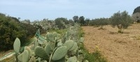 senia à kelibia