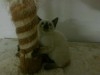 SIAMOIS CHATON FEMELLE