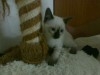 SIAMOIS CHATON FEMELLE