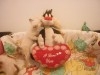 SIAMOIS CHATONS