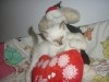 SIAMOIS CHATONS