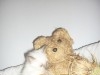 SIAMOIS CHATONS