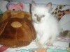 SIAMOIS CHATONS