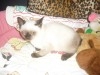 SIAMOIS THAILANDAIS CHATONS