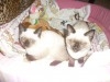 SIAMOIS THAILANDAIS CHATONS