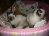 SIAMOIS THAILANDAIS CHATONS
