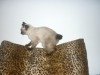SIAMOIS THAILANDAIS CHATONS