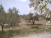 Superbe terrain à vendre à Hammamet Nord 51355351