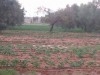 superbe terrain agricole