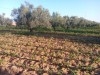superbe terrain agricole