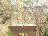 tabouret et tables pliable