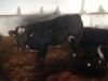 Taurillons Importer D'Irlande