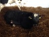 Taurillons Importer D'Irlande