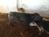 Taurillons Importer D'Irlande