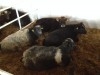 Taurillons Importer D'Irlande