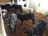 Taurillons Importer D'Irlande