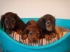 TECKEL MINI CHIOTS 