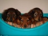 TECKEL MINI CHIOTS 