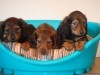 TECKEL MINI CHIOTS 
