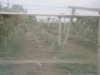 terain agricole
