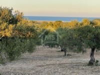 Terrai de 3316 m² à vendre à Maamoura 51355351
