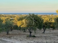Terrai de 3316 m² à vendre à Maamoura 51355351