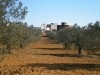 Terrain 500m2 sur route sidi jedidi hammamet