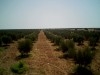 Terrain 6 Hektars