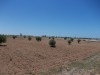 Terrain 6550m²