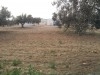 terrain a hammamet