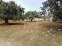 TERRAIN A LA ZONE TOURISTIQUE HAMMAMET NORD